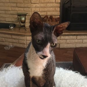 Meet your Posher, Cynthia